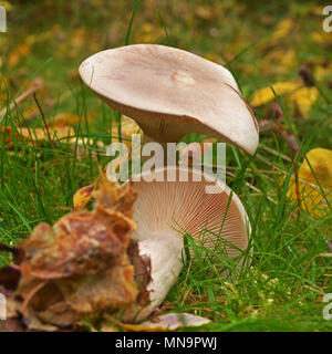 clitocybe nebularis mushroom, also known as the cloud agaric and cloud funnel Stock Photo