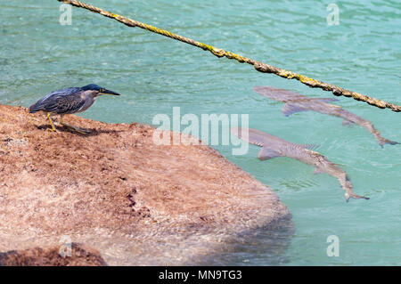 Striated Heron warily watching two sicklefin lemon sharks in the Seychelles Stock Photo