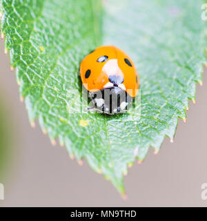 A macro shot of a seven spotted ladybird sitting on a green leaf. Stock Photo