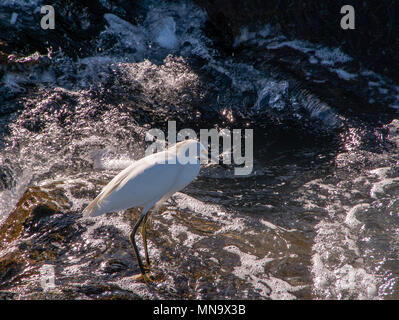 Egret standing on wet rock in water watching shallow waves for fish. Stock Photo