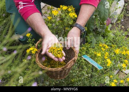 Switzerland Wallis Medicinal garden - June 2017 | usage worldwide Stock Photo