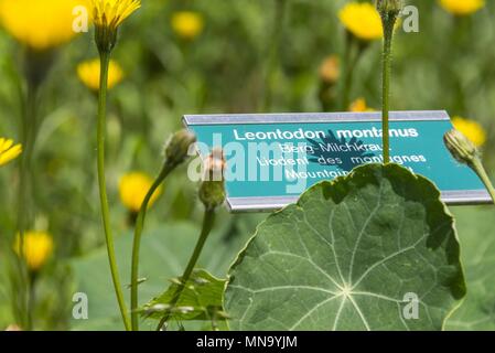 Switzerland Wallis Medicinal garden - June 2017 | usage worldwide Stock Photo