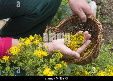 Switzerland Wallis Medicinal garden - June 2017 | usage worldwide Stock Photo