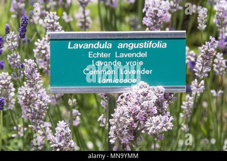 Switzerland Wallis Medicinal garden - June 2017 | usage worldwide Stock Photo