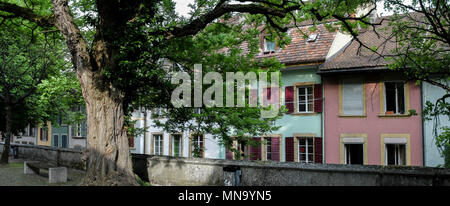 widescreen view of an old city tree and building facades in summer Stock Photo