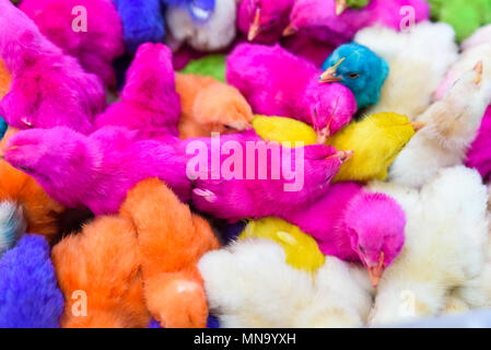 Chickens colored babies. A group of funny, colorful easter chicks. Stock Photo