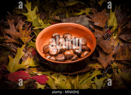 Autumnal still life composition with green, yellow, brown, orange and red leaves, sprigs, pine cones, a rustic clay pot with chestnuts, chestnuts bur, Stock Photo
