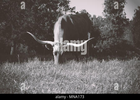 Large Texas Longhorn cow in farm pasture grazing in black and white Stock Photo