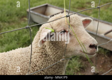 Sheep looking through wire fence Stock Photo