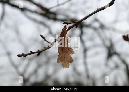 A single autumn dead leaf on a thin twig Stock Photo
