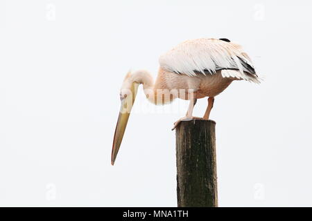 great white pelican gazing for food in Swakopmund, Namibia Stock Photo