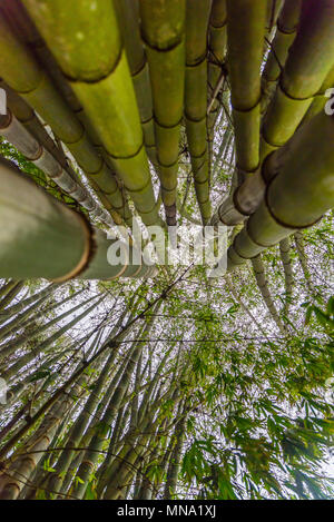 Bamboo branch in bamboo forest, beautiful green nature background Stock Photo