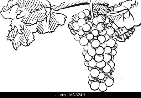 Grapes Vector Hand drawn Sketch, with Leaves, Floral Background Stock Vector