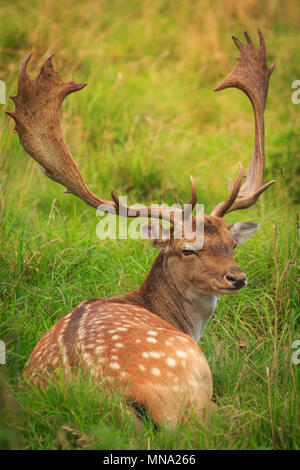 A large Stag sat on the grass looking towards the camera Taken at Charlecote Park, UK. Long grass also in shot. Stock Photo