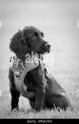 A black Sprocker puppy dog sitting down on the grass. She's wearing a harness. Black and white. Stock Photo