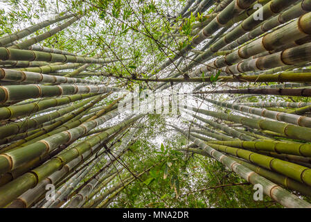 Bamboo branch in bamboo forest, beautiful green nature background Stock Photo