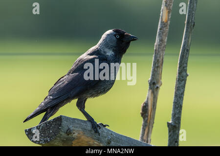 Jackdaw (Corvus monedula) on the old roundpole fence is a passerine bird in the crow family. Here in Uppland, Stock Photo