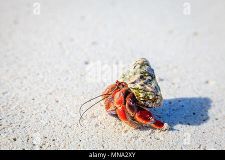 Hermit crab crawling on a beach in British Virgin Islands Stock Photo