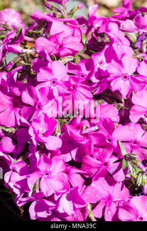 Pink flowers of the creeping moss phlox, Phlox subulata 'McDaniel's Cushion', in late Spring Stock Photo