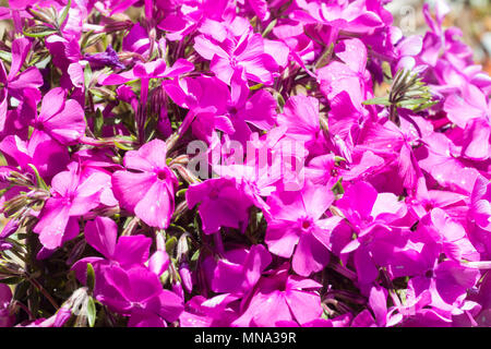 Pink flowers of the creeping moss phlox, Phlox subulata 'McDaniel's Cushion', in late Spring Stock Photo