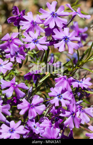 Purple pink flowers of the creeping moss phlox, Phlox subulata 'Purple Beauty', in late Spring Stock Photo