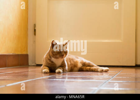 Young ginger cat relaxing at home on bright floor Stock Photo