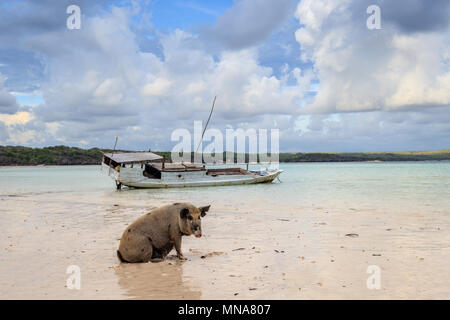 Big adult wild pig laying on the beach of Boa bay, old fishermen boat wreck on the background.  Rote Island, East Nusa Tenggara province, Indonesia Stock Photo