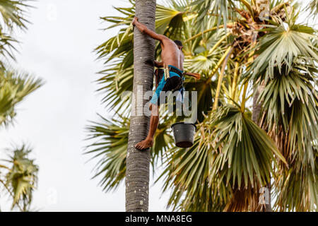 Rotenese man climbing palm tree to collect sap a coconut tree for palm sugar production. Rote Island, Indonesia Stock Photo