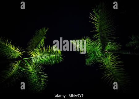 Low angle view of illuminated palm trees against sky at night Stock Photo