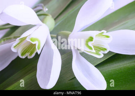 Snowdrops - the first spring flowers. Stock Photo
