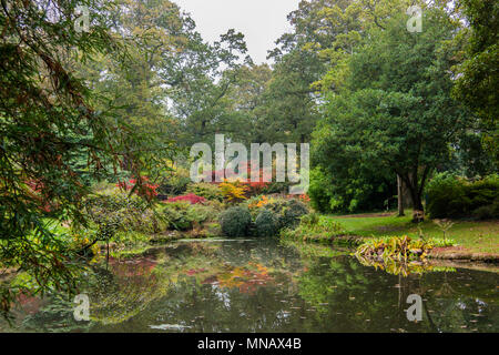 Colours of a Japanese style garden in autumn. Stock Photo