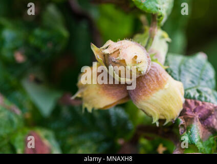 A macro shot of a trio of hazelnuts hanging from a tree. Stock Photo