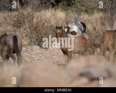 Wild Horses Grazing Open Pasture Stock Photo