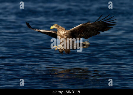 Sea eagle. White-tailed eagle. Seeadler. Stock Photo