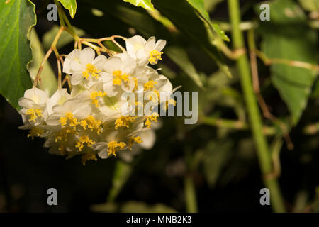 Begonia undulata Stock Photo