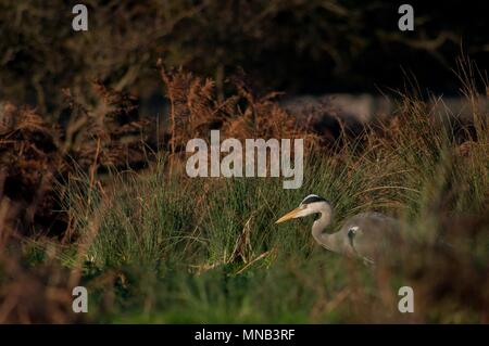 Heron Preparing to Pounce in Bushy Park, Surrey Stock Photo