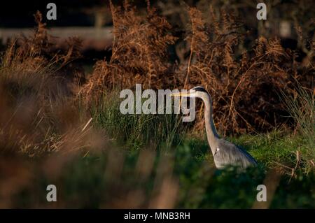 Heron Waiting in the Sun Bushy Park, Surrey Stock Photo