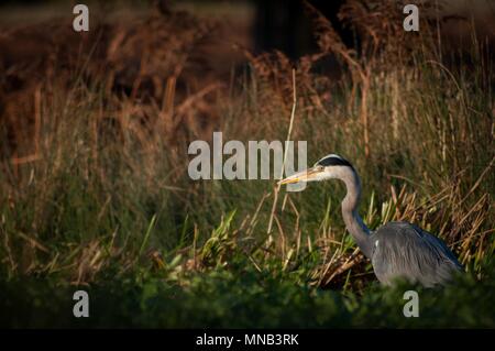 Heron Waiting in the Sun, Bushy Park, Surrey Stock Photo