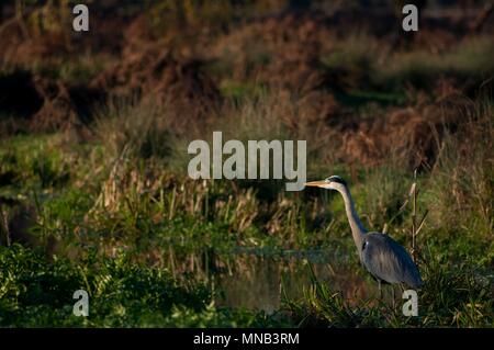 Heron Watching in the Distance, Bushy Park, Surrey Stock Photo