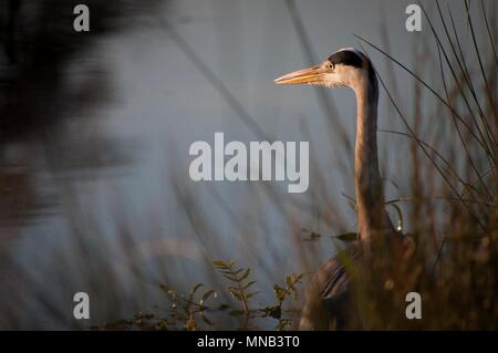 Heron Waiting in the Reeds, Bushy Park, Surrey Stock Photo