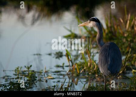 Heron Watching and Waiting in the Autumn Sun, Bushy Park, Surrey Stock Photo