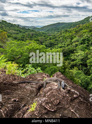 Goanna soaking up some rays in the Kondalilla National Park Stock Photo