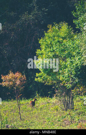 barking deer in tropical forest Stock Photo