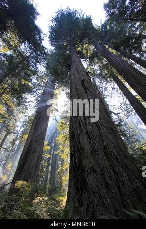 Under the redwood trees in the Redwood Natianol Park, California, USA, back light photography Stock Photo