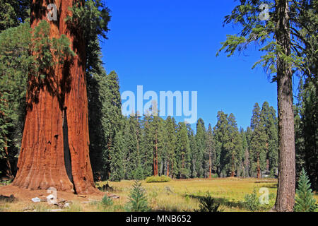 Giant sequoia trees in Sequoia National Park, California Stock Photo