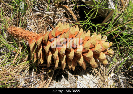 Pinecone of a Giant sequoia tree in Sequoia National Park, California Stock Photo
