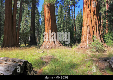 Giant sequoia trees in Sequoia National Park, California Stock Photo