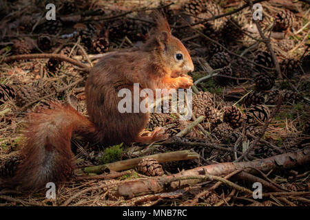 Red Squirrel (Sciurus vulgaris) eats a nut in the classic squirrel pose on the forest floor, surrounded by pine cones Stock Photo