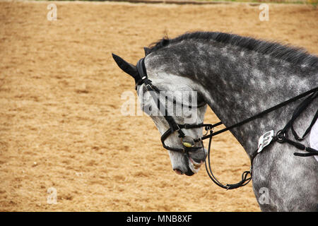 Horse stallion in dressage with bridle and ear cap Stock Photo