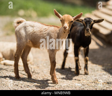 Two cute little goat on a walk Stock Photo